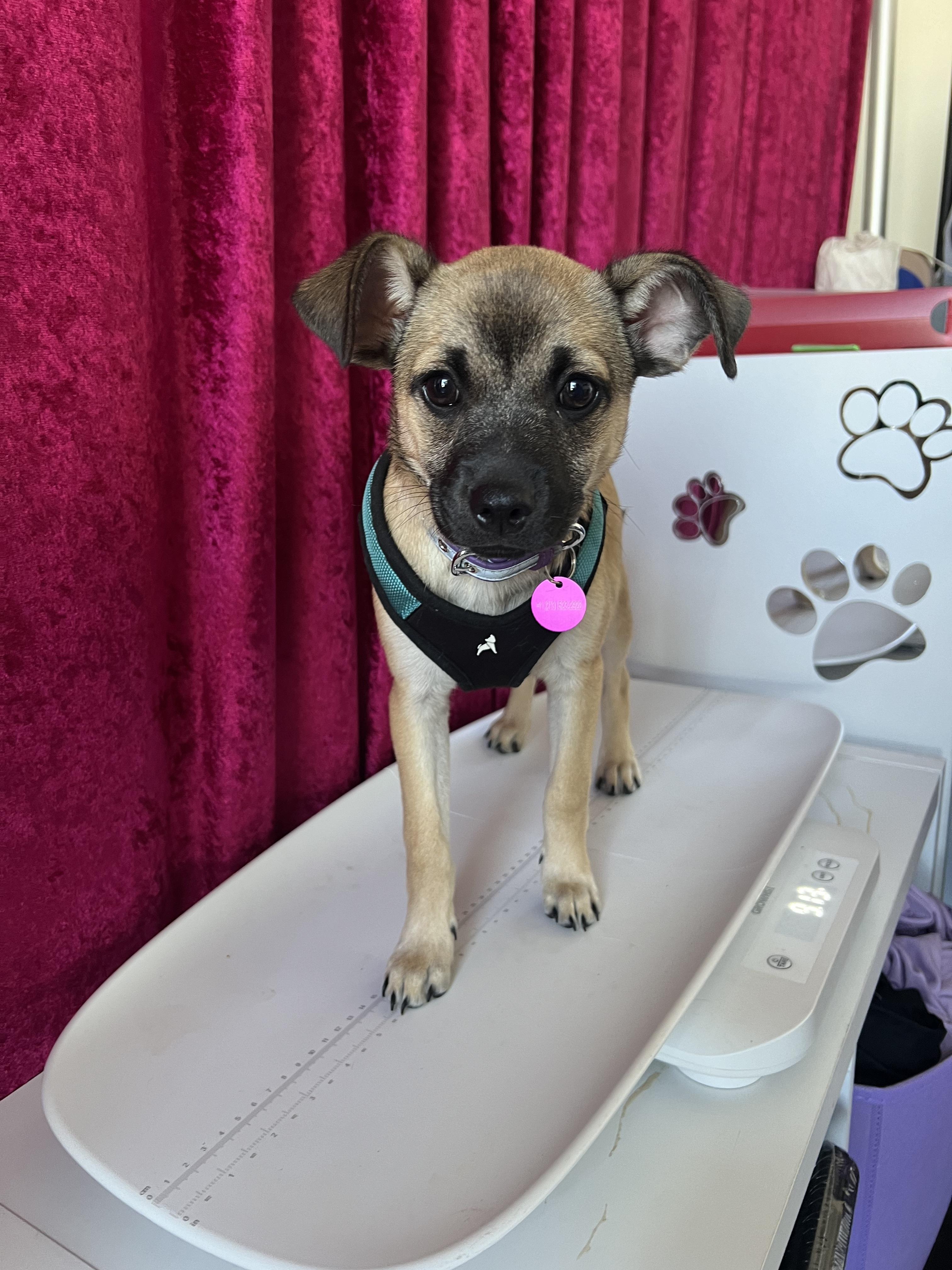 Enlarge Genevieve, a ADOPTABLE mixed breed in West Hollywood, CA image 2/6