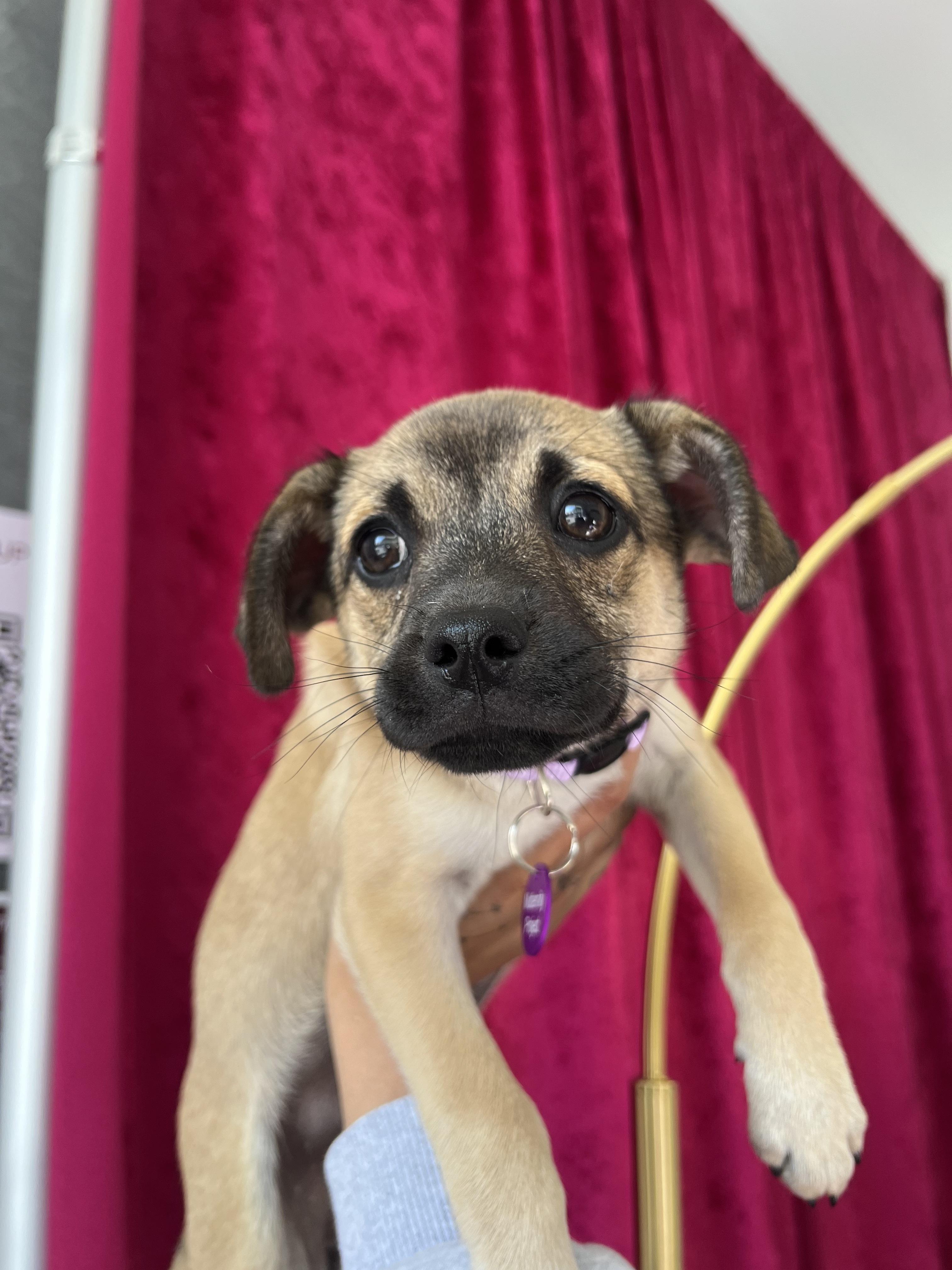 Enlarge Genevieve, a ADOPTABLE mixed breed in West Hollywood, CA image 5/6