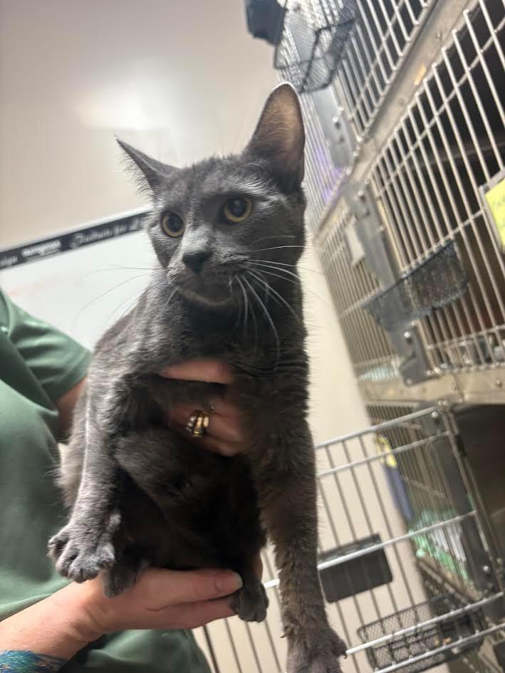 Jenny Bug, Adoptable, Kitten Female Domestic Short Hair.