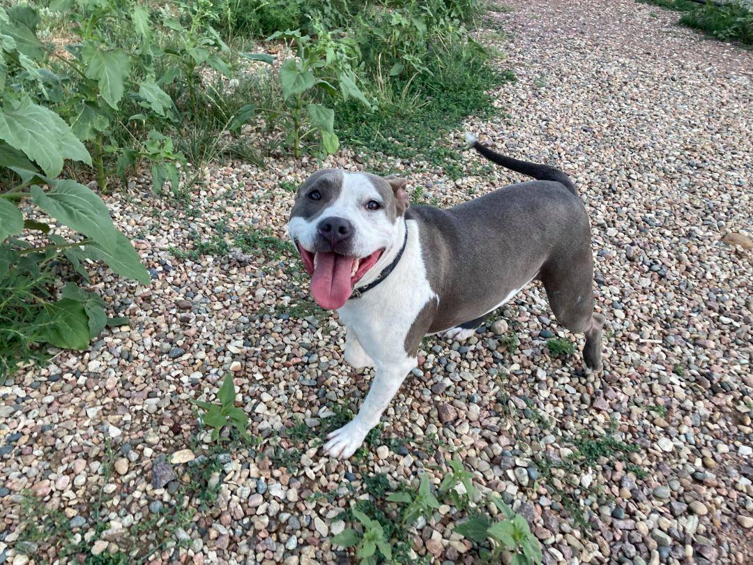 Daisy, ADOPTABLE, Adult Female American Staffordshire Terrier.