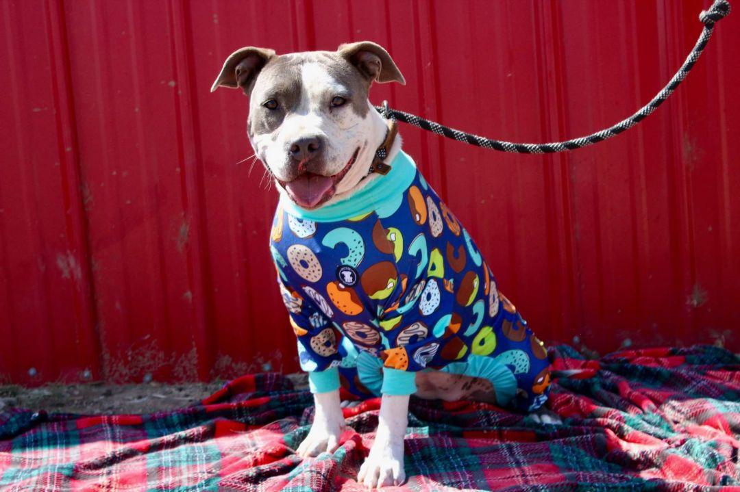 Enlarge Daisy, a ADOPTABLE mixed breed in RYE, CO image 2/4