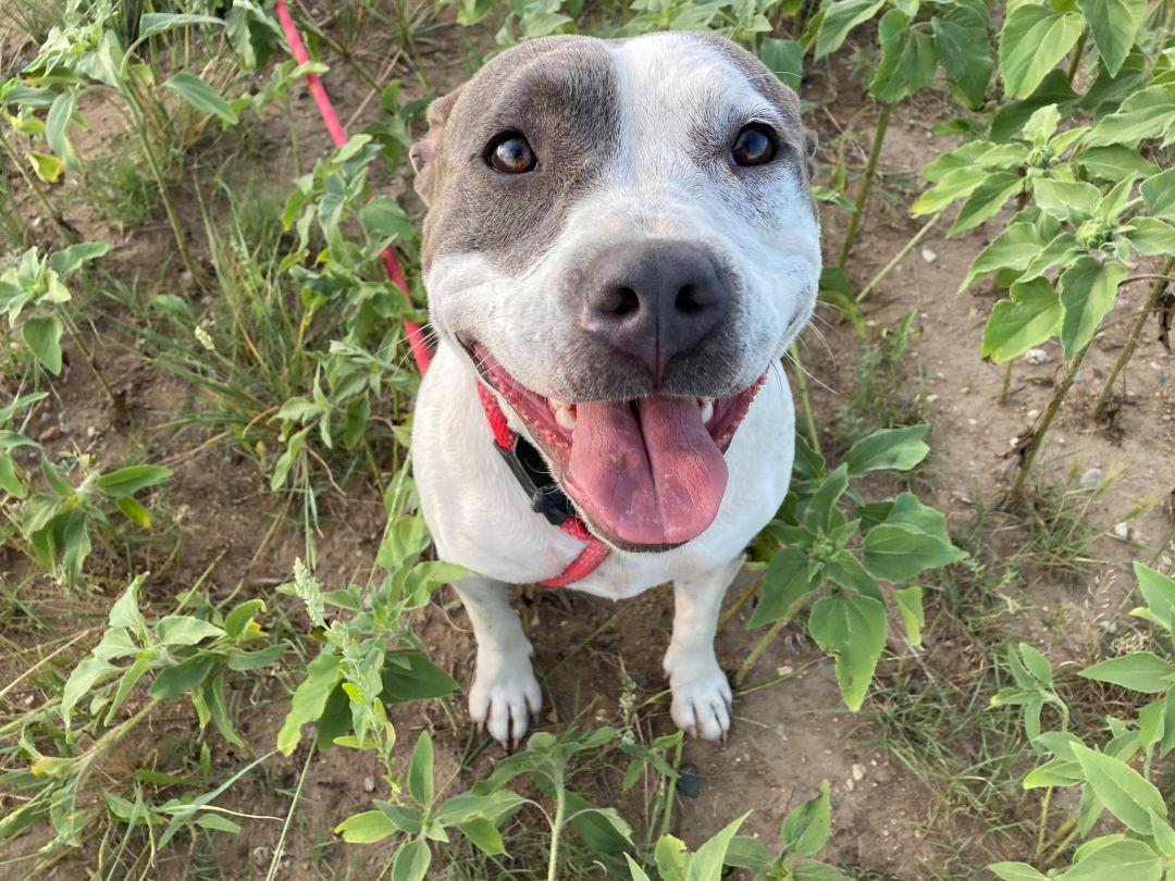 Enlarge Daisy, a ADOPTABLE mixed breed in RYE, CO image 3/4
