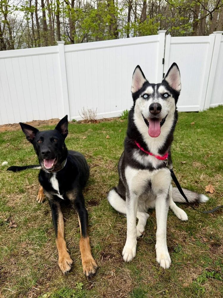Winter, Adoptable, Adult Female Husky & Mixed Breed.