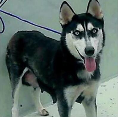 Winter, a Adoptable mixed breed in Saugus, MA image 2/6