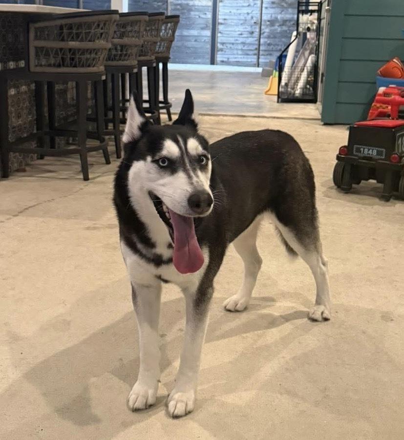 Enlarge Winter, a Adoptable mixed breed in Saugus, MA image 2/6