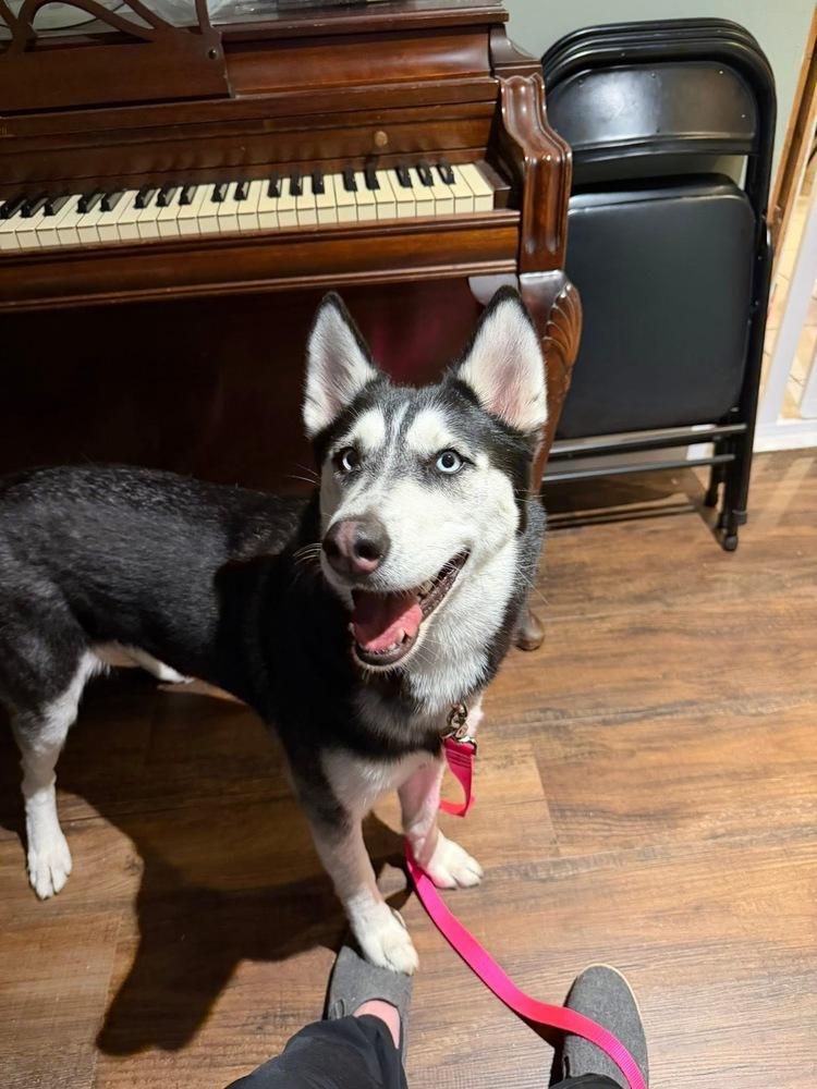 Enlarge Winter, a Adoptable mixed breed in Saugus, MA image 2/6