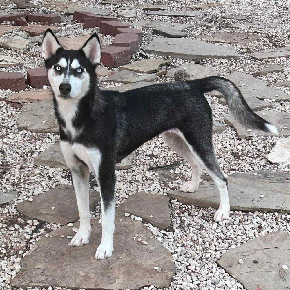 Winter, a Adoptable mixed breed in Saugus, MA image 3/6