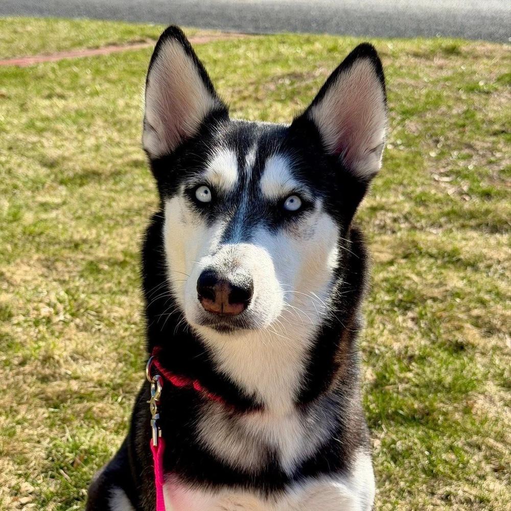 Enlarge Winter, a Adoptable mixed breed in Saugus, MA image 3/6