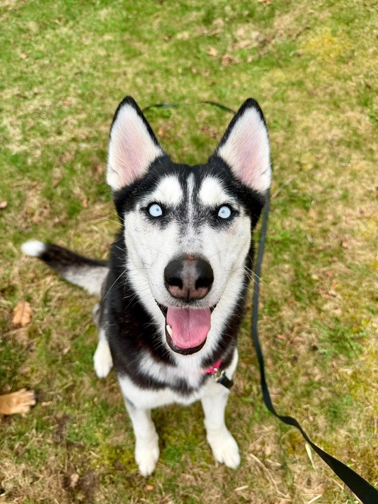 Enlarge Winter, a Adoptable mixed breed in Saugus, MA image 4/6