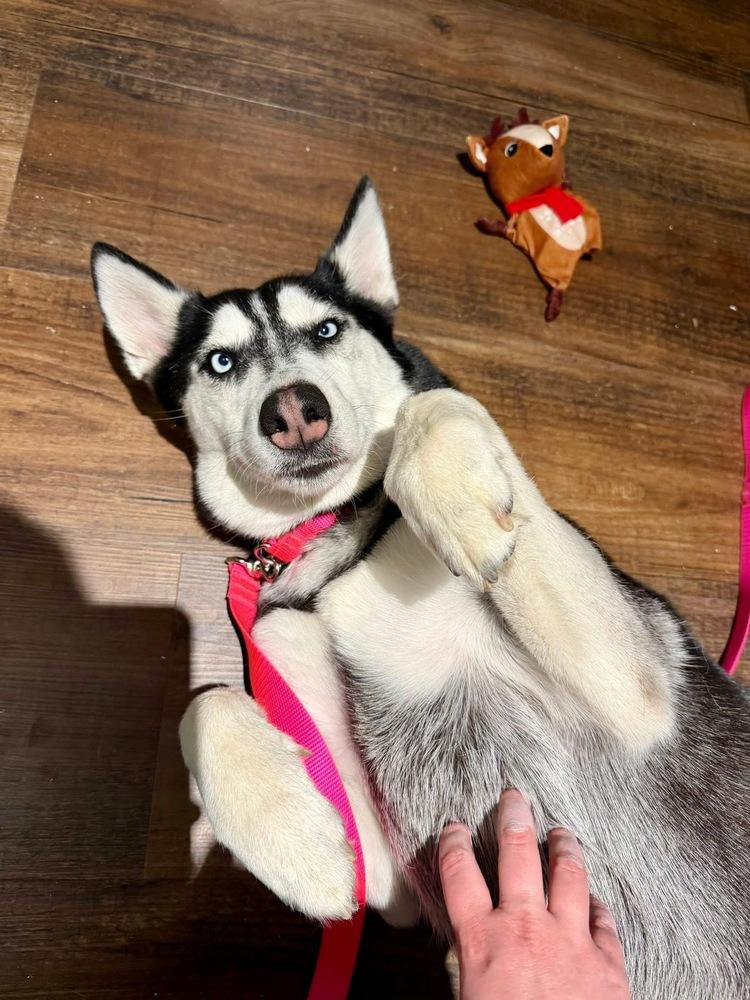 Enlarge Winter, a Adoptable mixed breed in Saugus, MA image 4/6