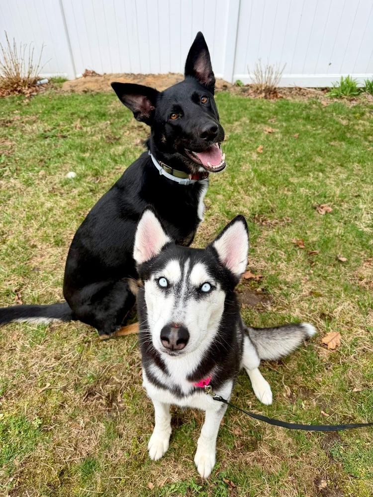 Enlarge Winter, a Adoptable mixed breed in Saugus, MA image 5/6