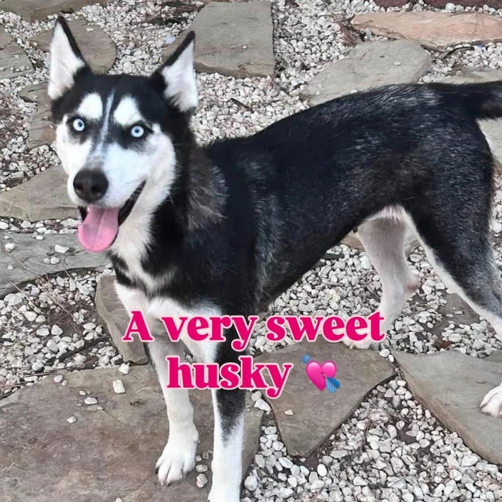 Winter, a Adoptable mixed breed in Saugus, MA image 6/6