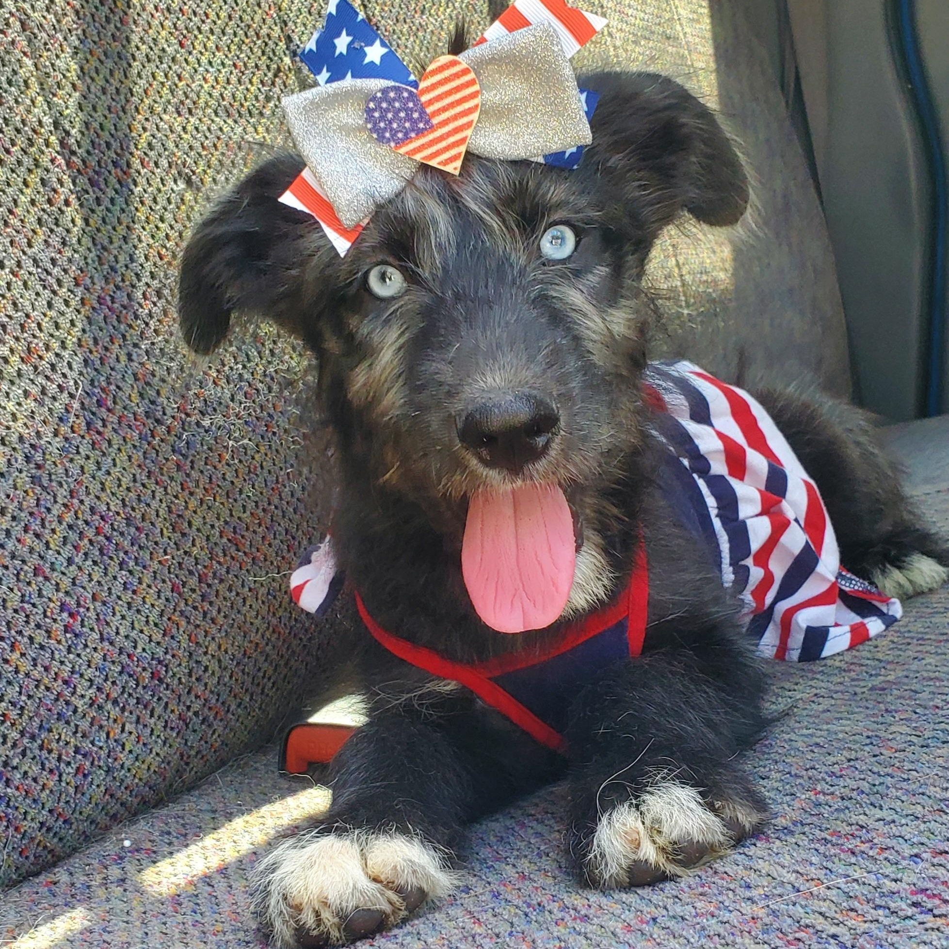 Sienna, Adoptable, Puppy Female Poodle & Mixed Breed.