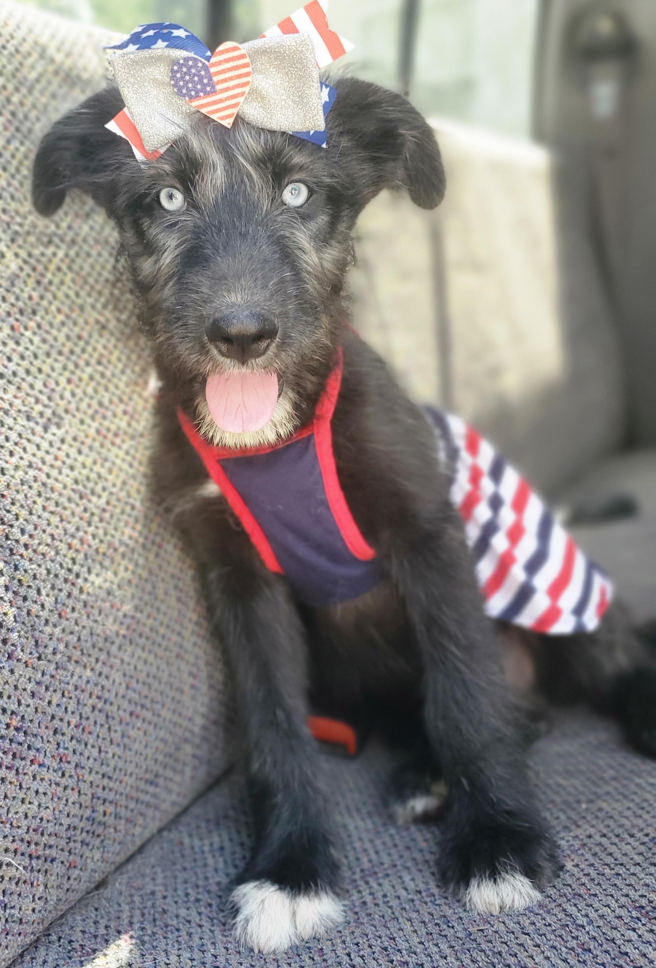 Enlarge Sienna, a Adoptable mixed breed in Gilbert, SC image 6/6