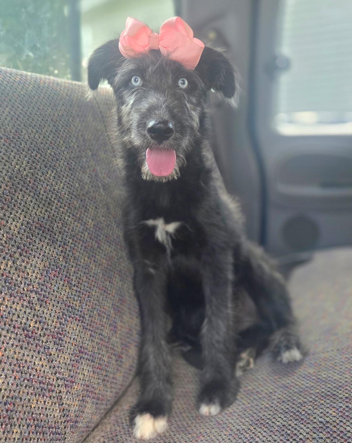 Sienna, a Adoptable mixed breed in Gilbert, SC image 5/6