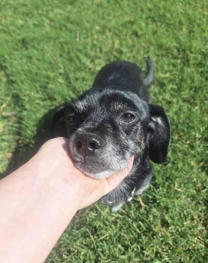 Enlarge Archie, a ADOPTABLE mixed breed in Davis, CA image 2/5