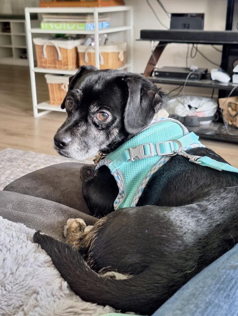 Enlarge Archie, a ADOPTABLE mixed breed in Davis, CA image 4/5