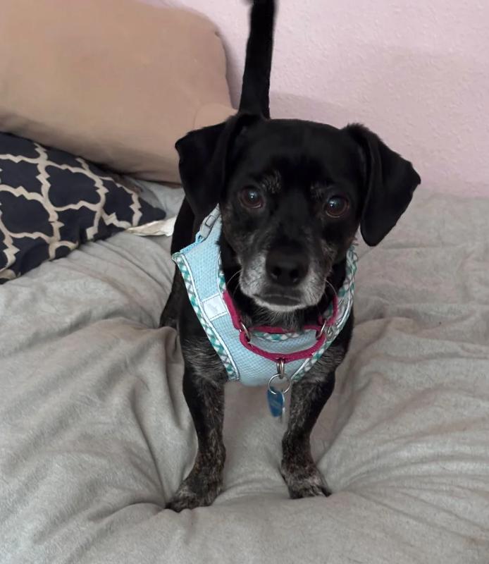 Enlarge Archie, a ADOPTABLE mixed breed in Davis, CA image 3/5