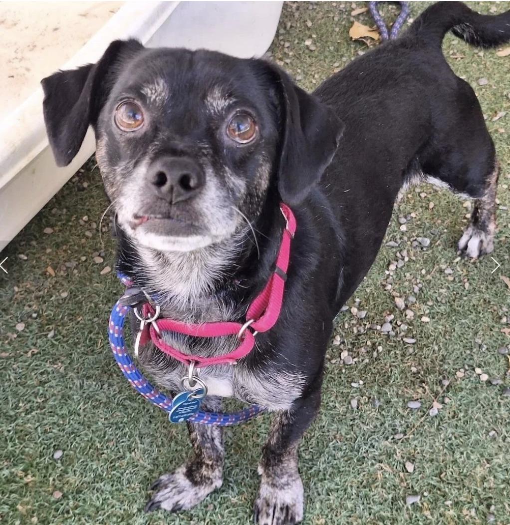 Archie, ADOPTABLE, Adult Male Terrier.