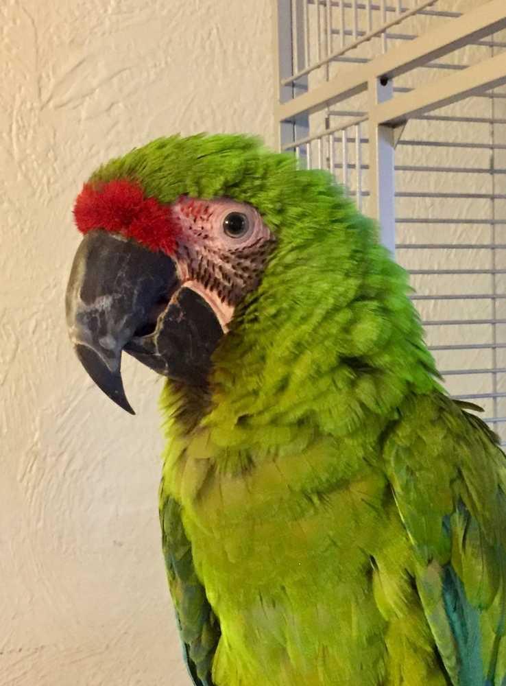 Enlarge Sid, a Adopted Macaw in Pittsburgh, PA image 1/2