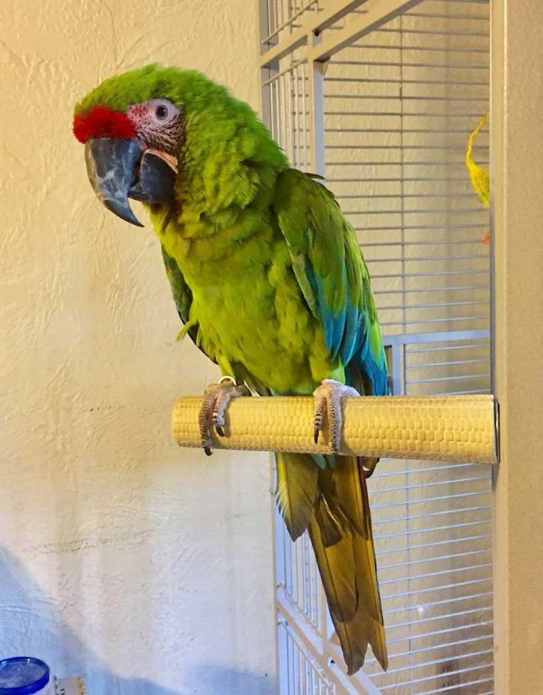 Enlarge Sid, a Adopted Macaw in Pittsburgh, PA image 2/2