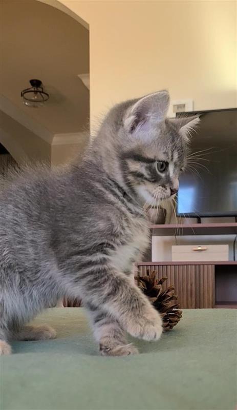 Sutton, Adoptable, Kitten Female Domestic Short Hair.