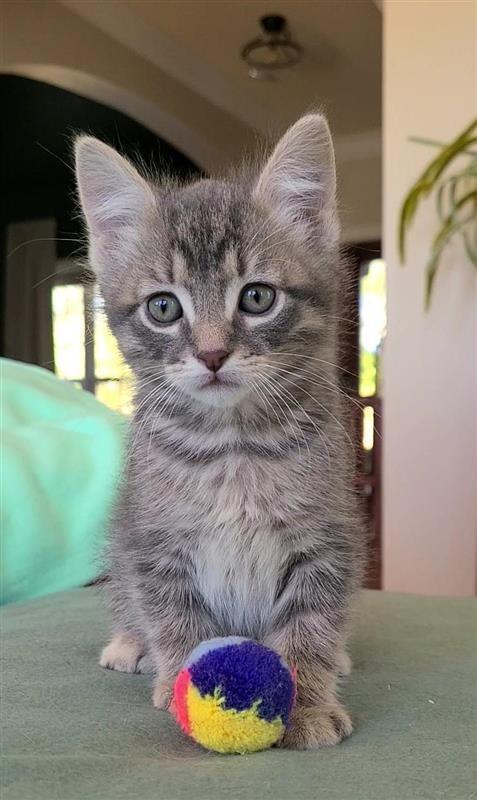 Enlarge Sutton, a Adoptable mixed breed in Fayetteville, AR image 2/4