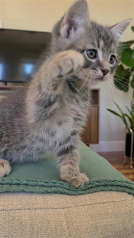 Enlarge Sutton, a Adoptable mixed breed in Fayetteville, AR image 4/4