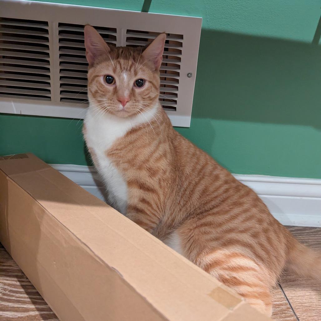 Enlarge Taki, a Adoptable mixed breed in La Grange, KY image 1/4