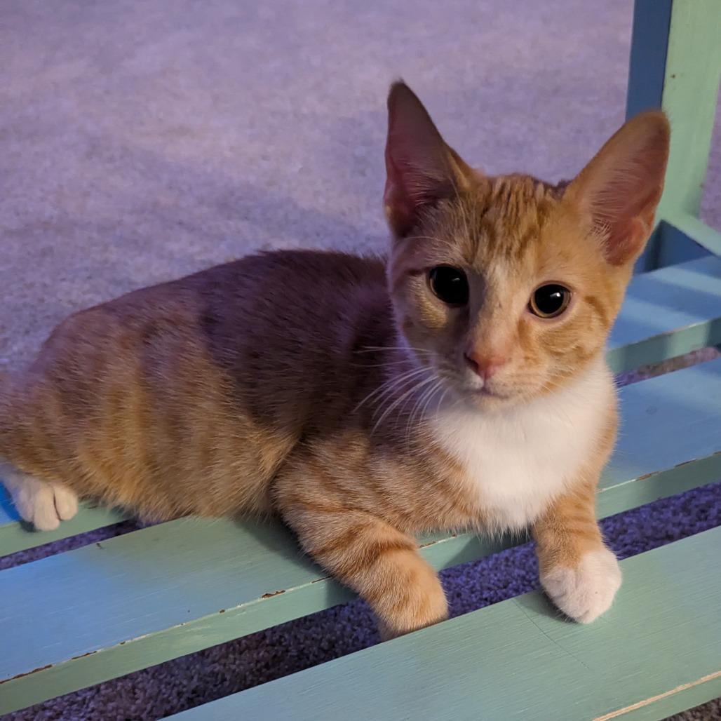 Enlarge Taki, a Adoptable mixed breed in La Grange, KY image 1/3