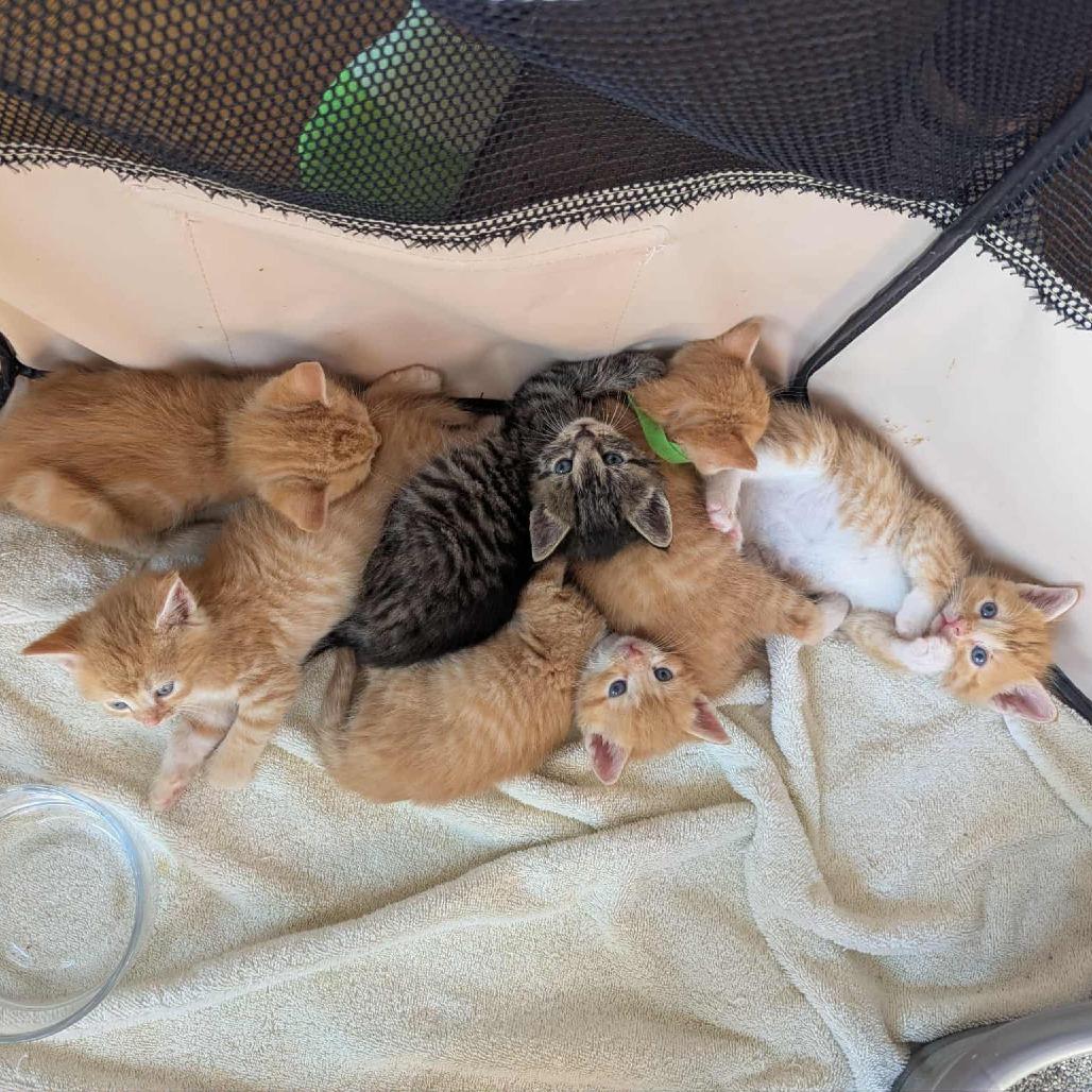 Enlarge Taki, a Adoptable mixed breed in La Grange, KY image 2/3