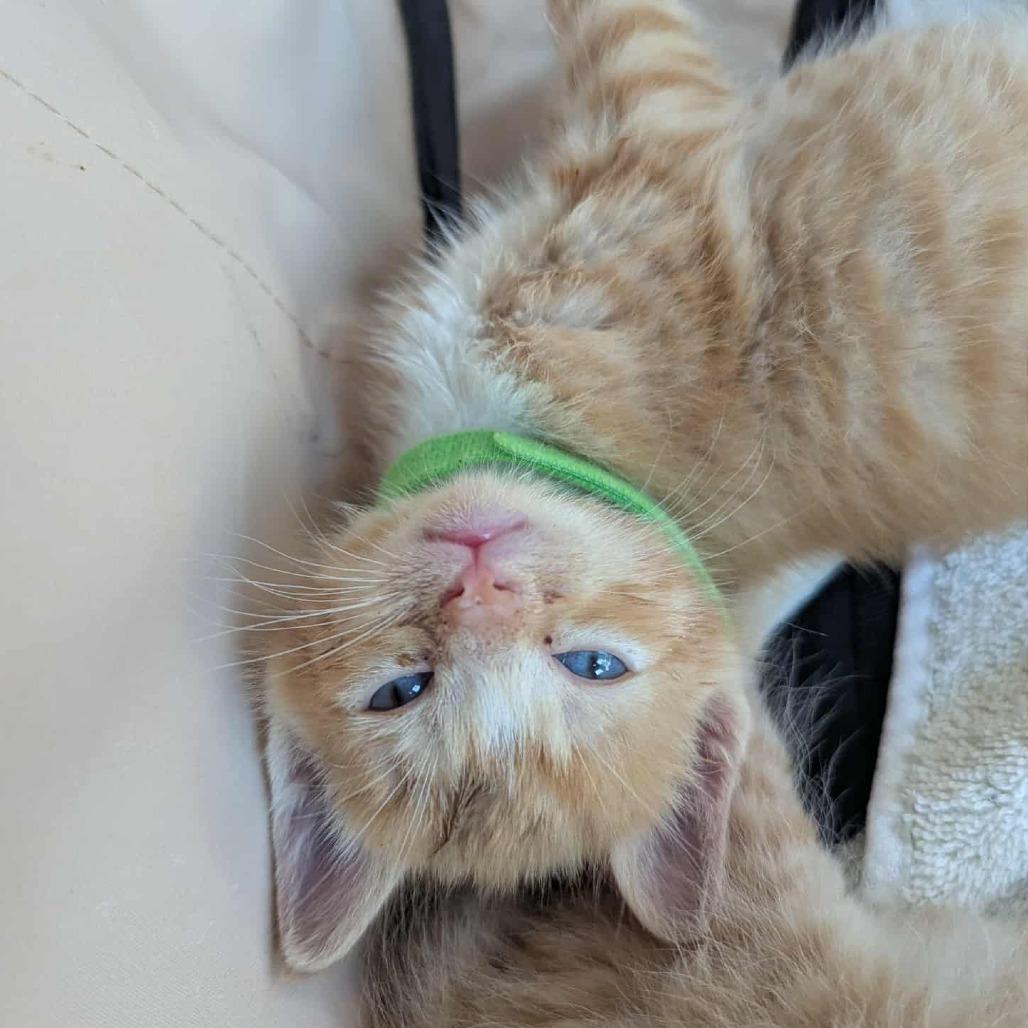 Enlarge Taki, a Adoptable mixed breed in La Grange, KY image 3/3