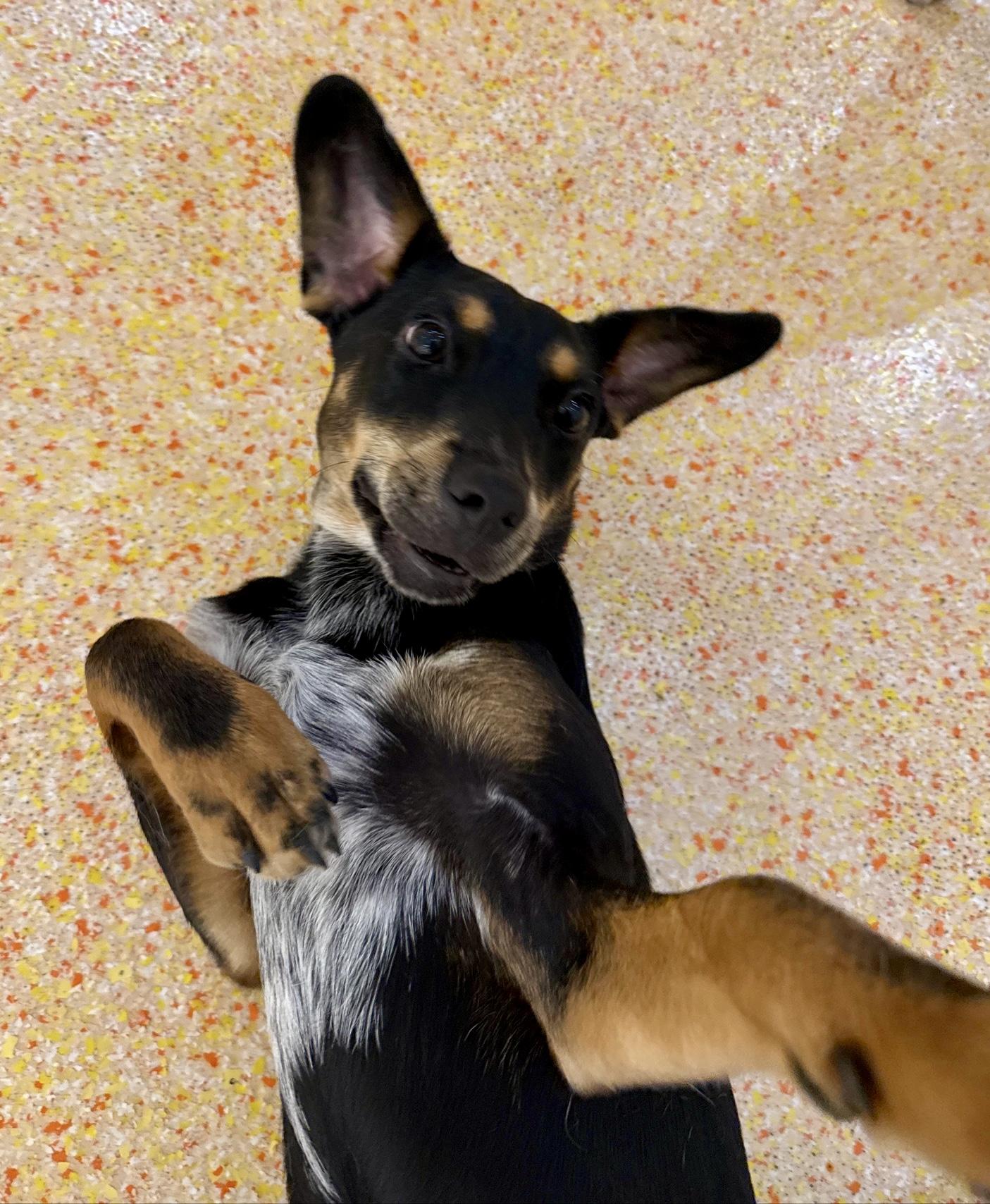 Mary Jane, ADOPTABLE, Young • Female, Manchester Terrier.