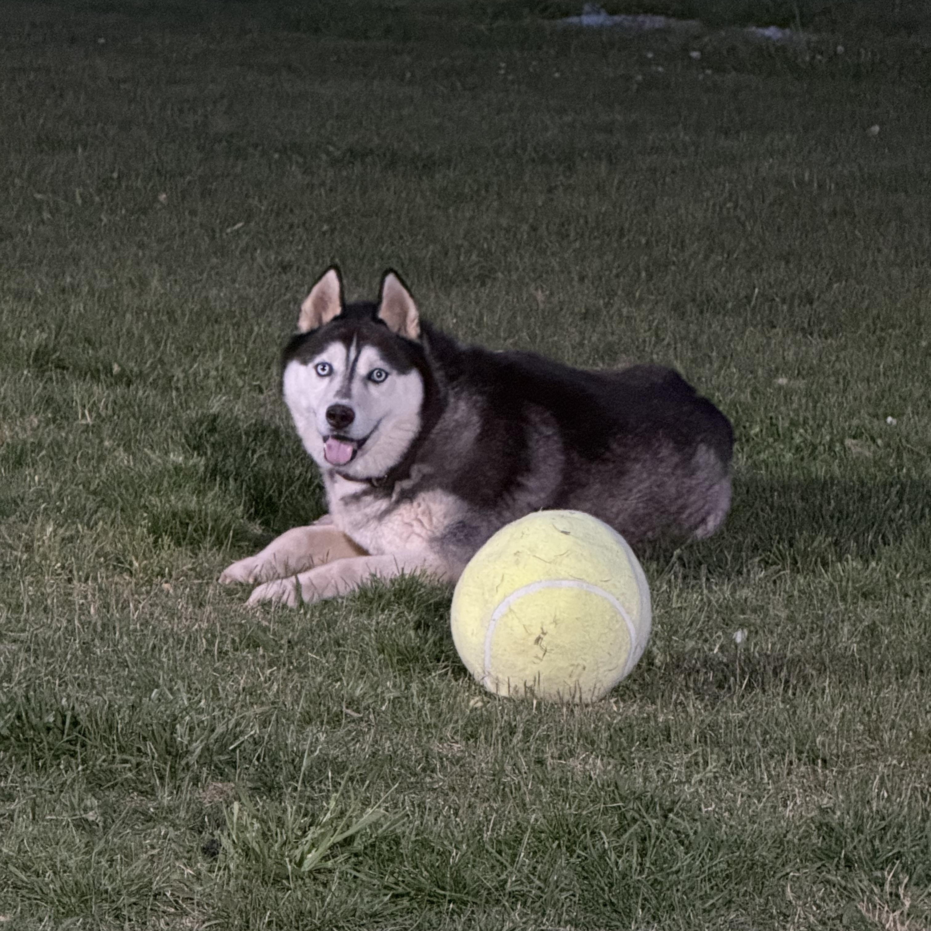 Maxie, ADOPTABLE, Adult Male Siberian Husky.