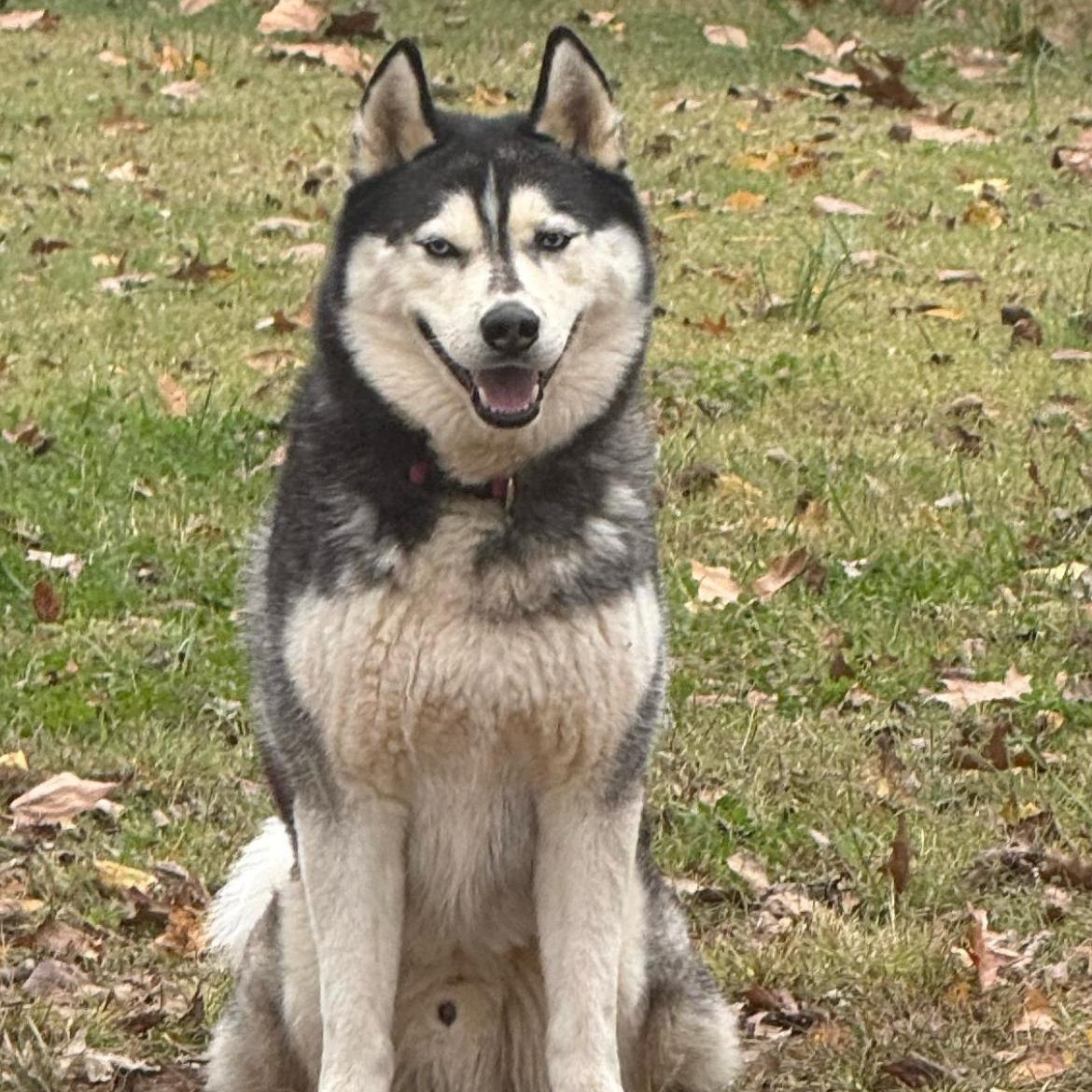 Enlarge Maxie, a ADOPTABLE Siberian Husky in Brentwood, TN image 1/1