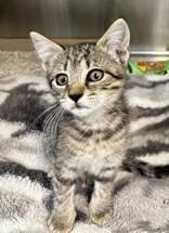 Alistair, adopted, Kitten Male Domestic Short Hair.