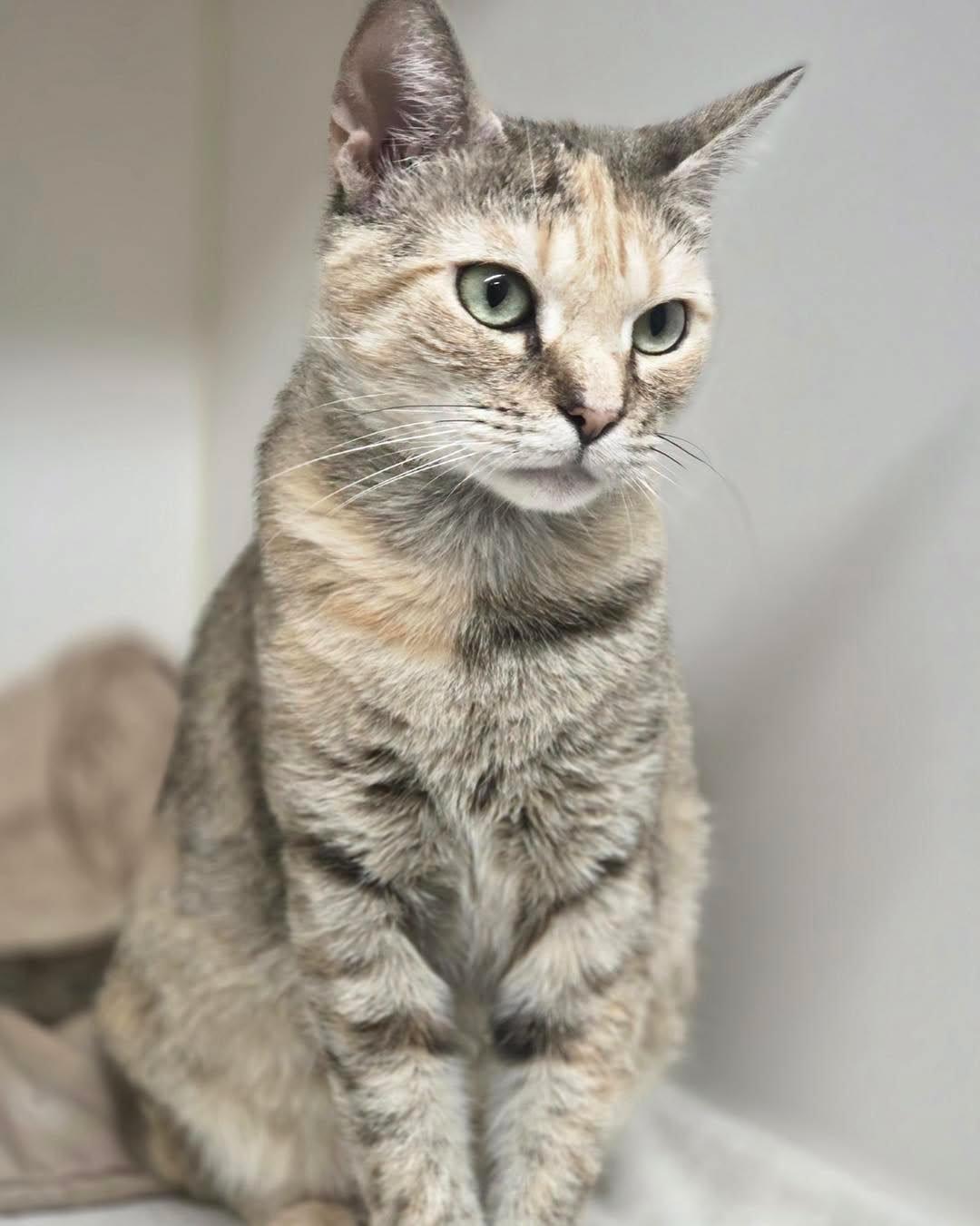 Enlarge Trixie, a ADOPTABLE Calico in Bloomfield, NJ image 2/6
