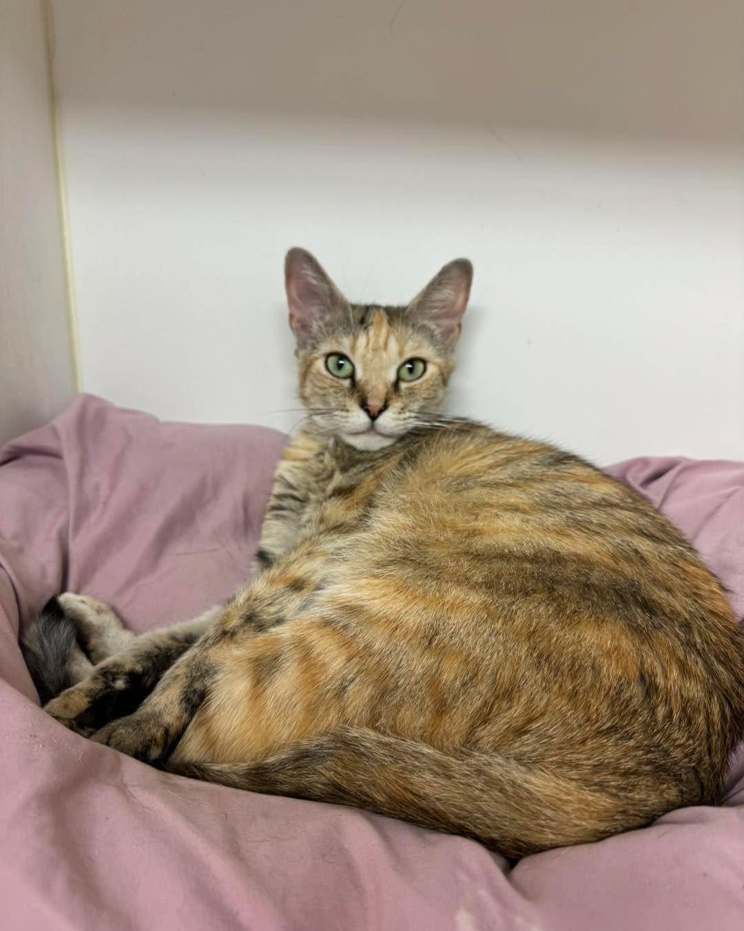Trixie, a ADOPTABLE Calico in Bloomfield, NJ image 2/5