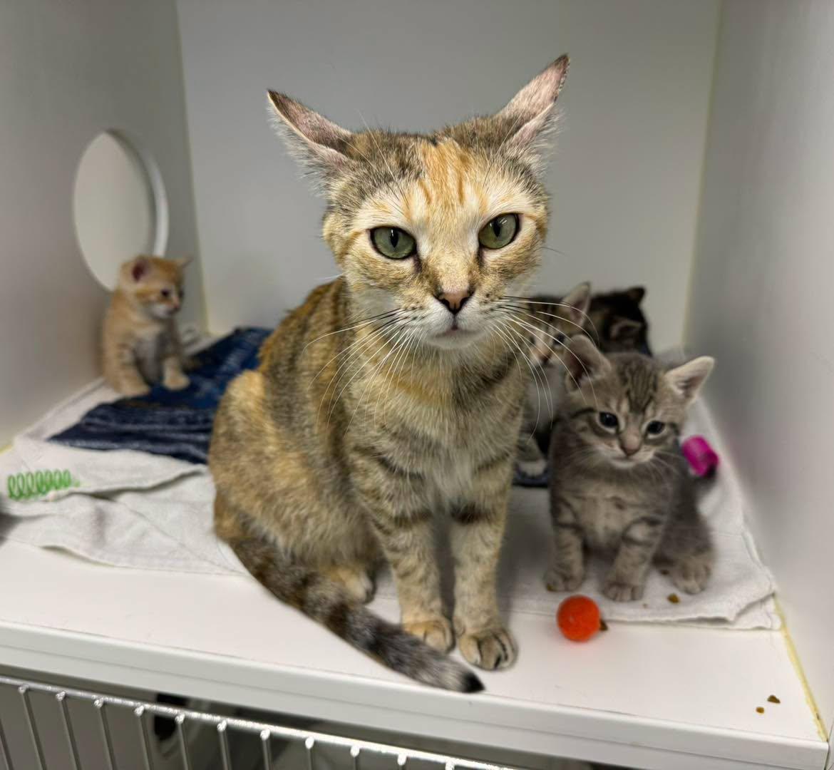 Trixie, a ADOPTABLE Calico in Bloomfield, NJ image 1/5