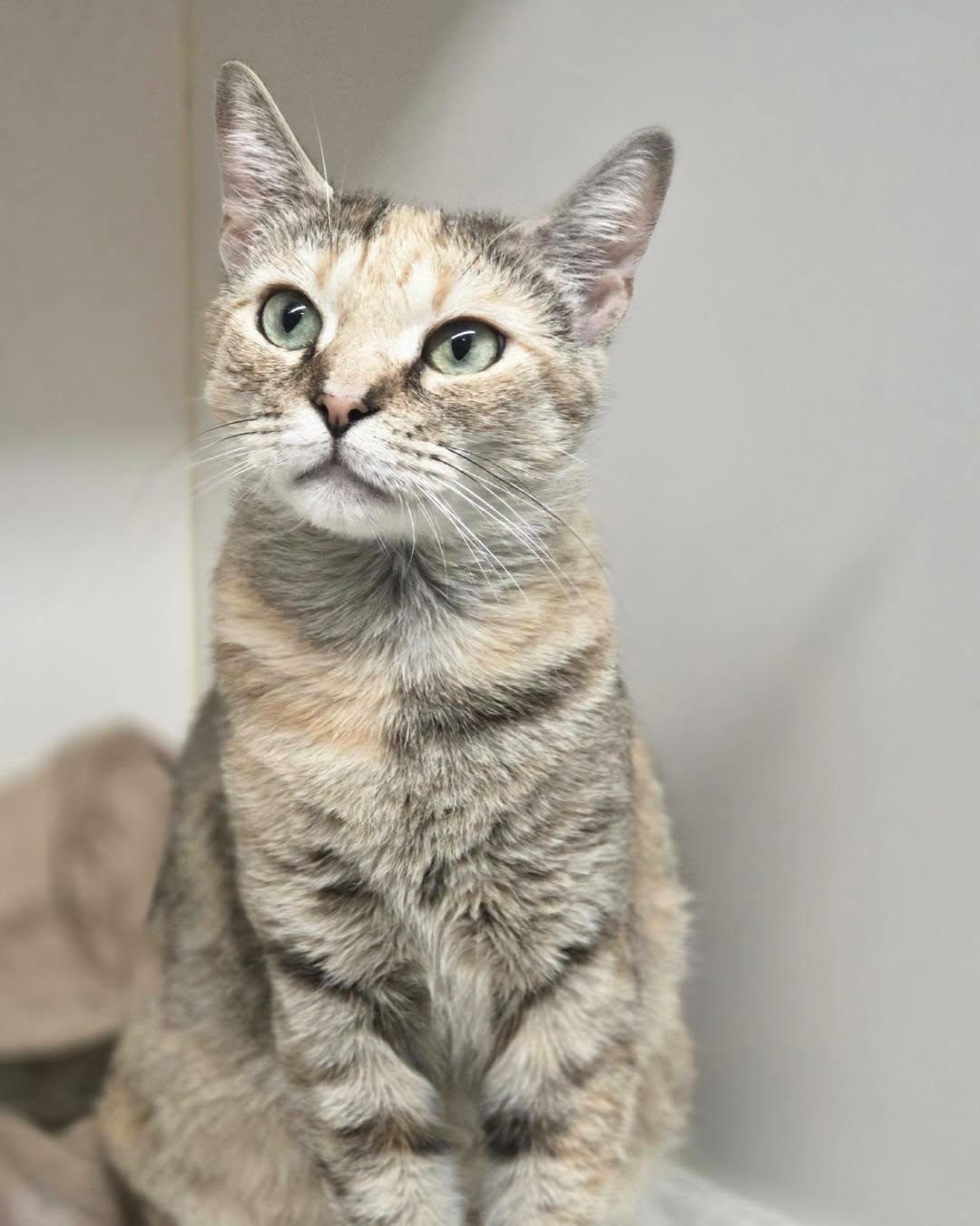 Trixie, ADOPTABLE, Adult Female Calico.