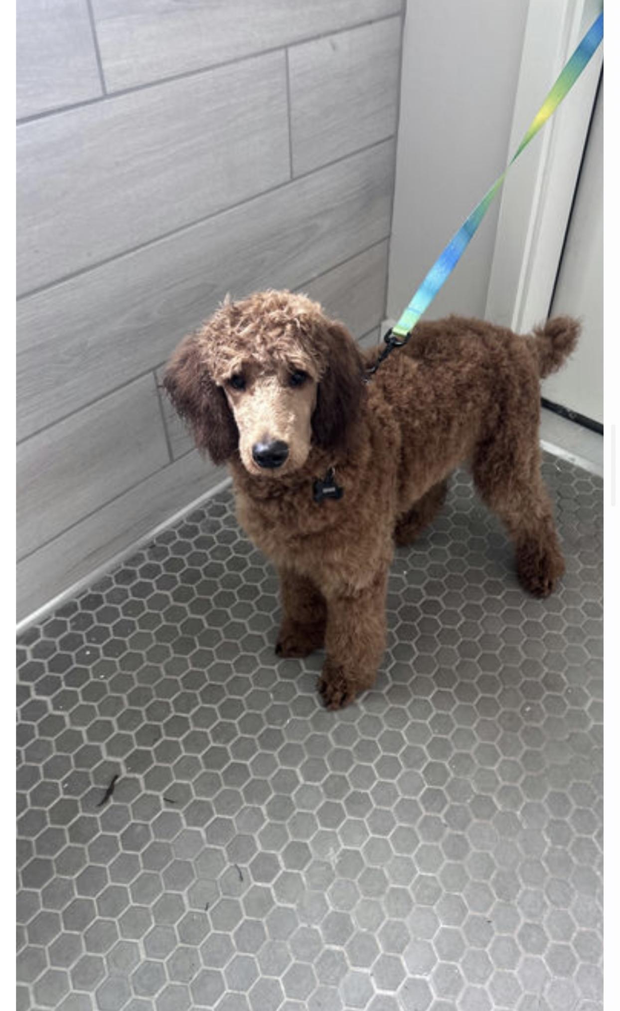 Moose, Adopted, Young Male Standard Poodle.