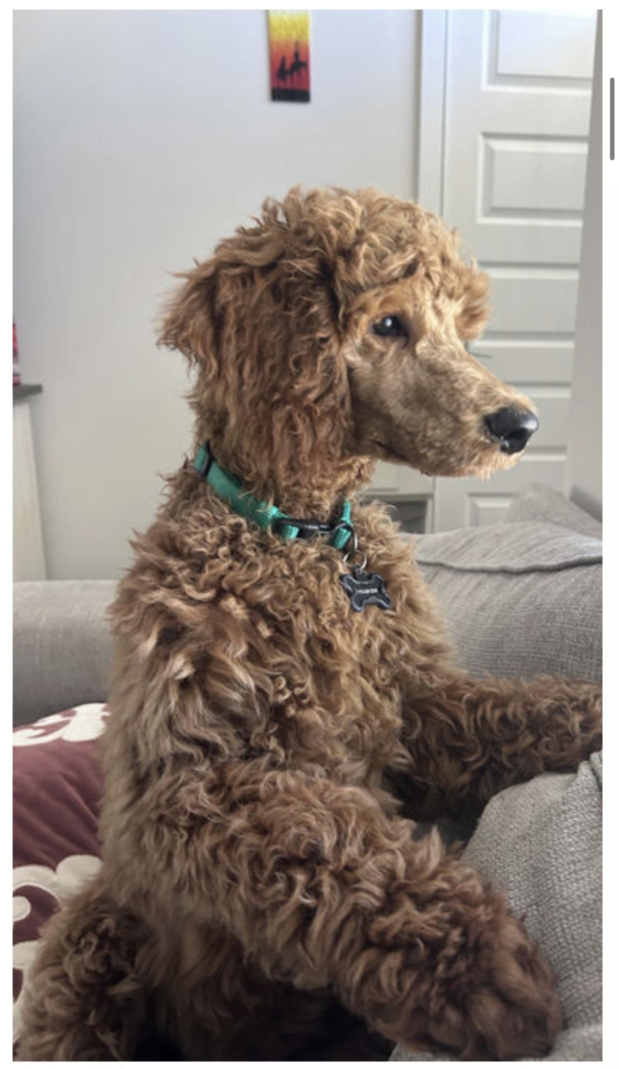 Enlarge Moose, a Adopted Standard Poodle in Willard, NC image 2/3