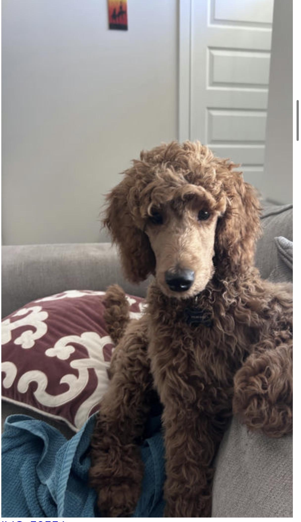 Enlarge Moose, a Adopted Standard Poodle in Willard, NC image 3/3