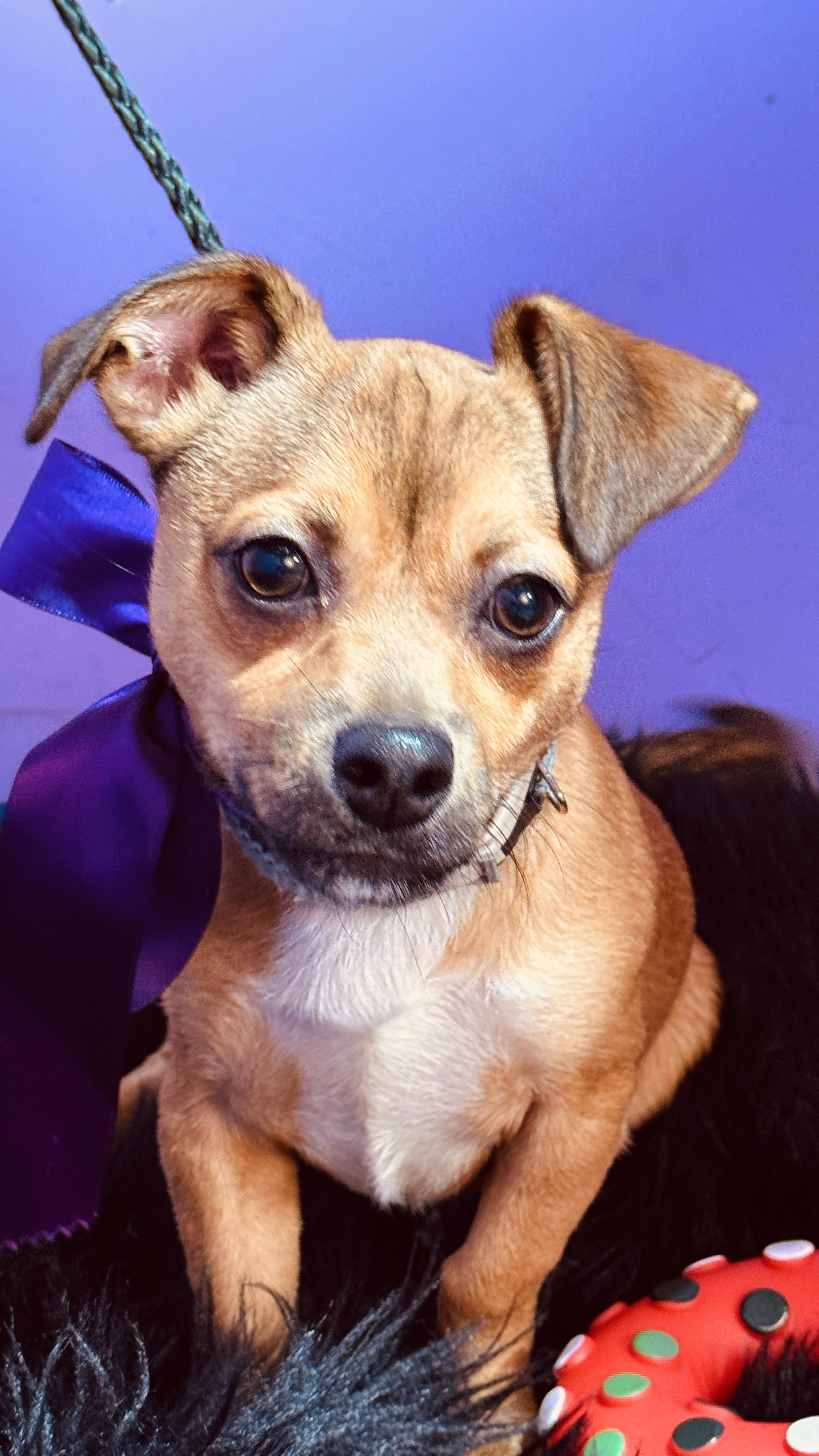 Enlarge Latte, a ADOPTABLE mixed breed in Jacksonville, FL image 5/6