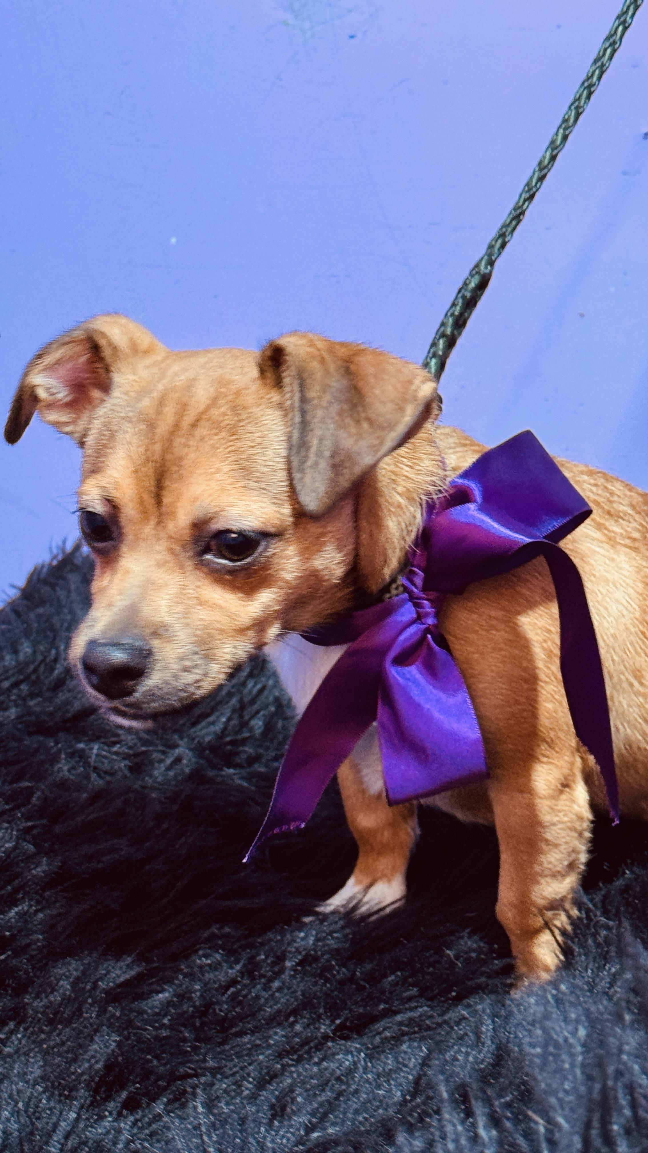 Enlarge Latte, a ADOPTABLE mixed breed in Jacksonville, FL image 4/6