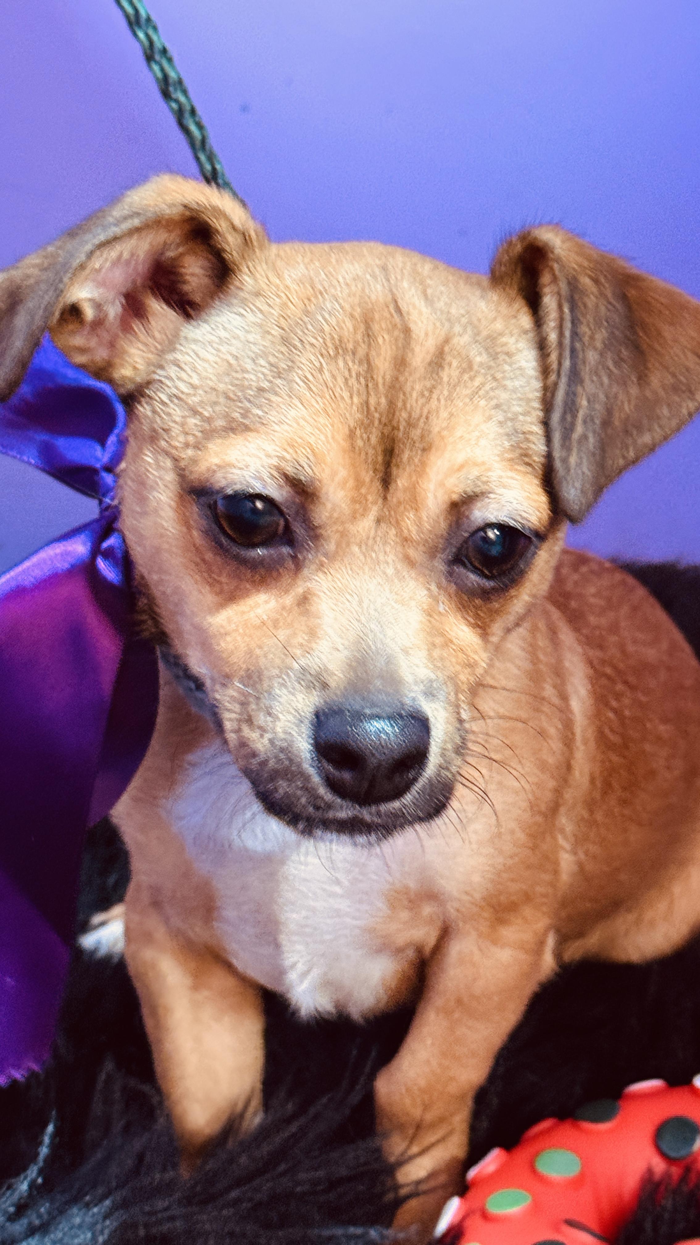 Enlarge Latte, a ADOPTABLE mixed breed in Jacksonville, FL image 2/6