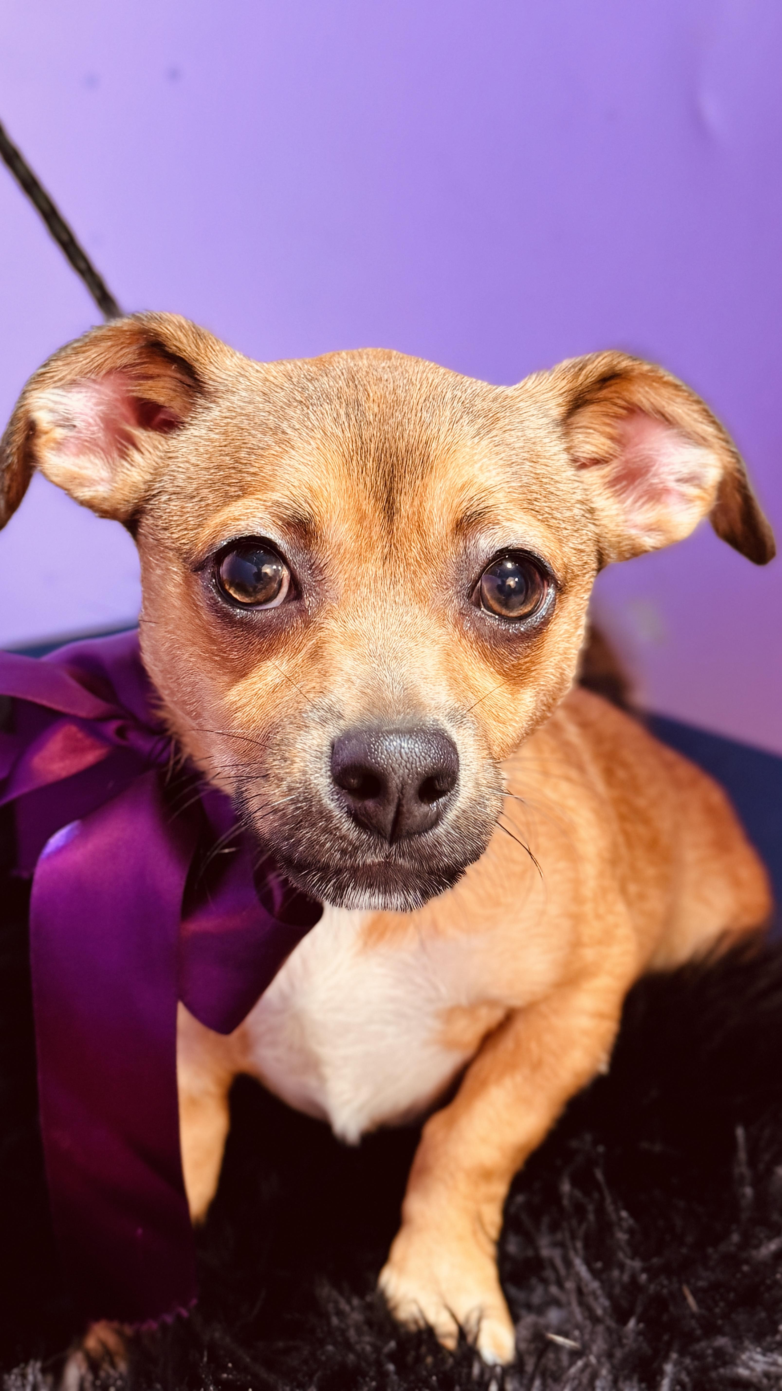 Enlarge Latte, a ADOPTABLE mixed breed in Jacksonville, FL image 1/6