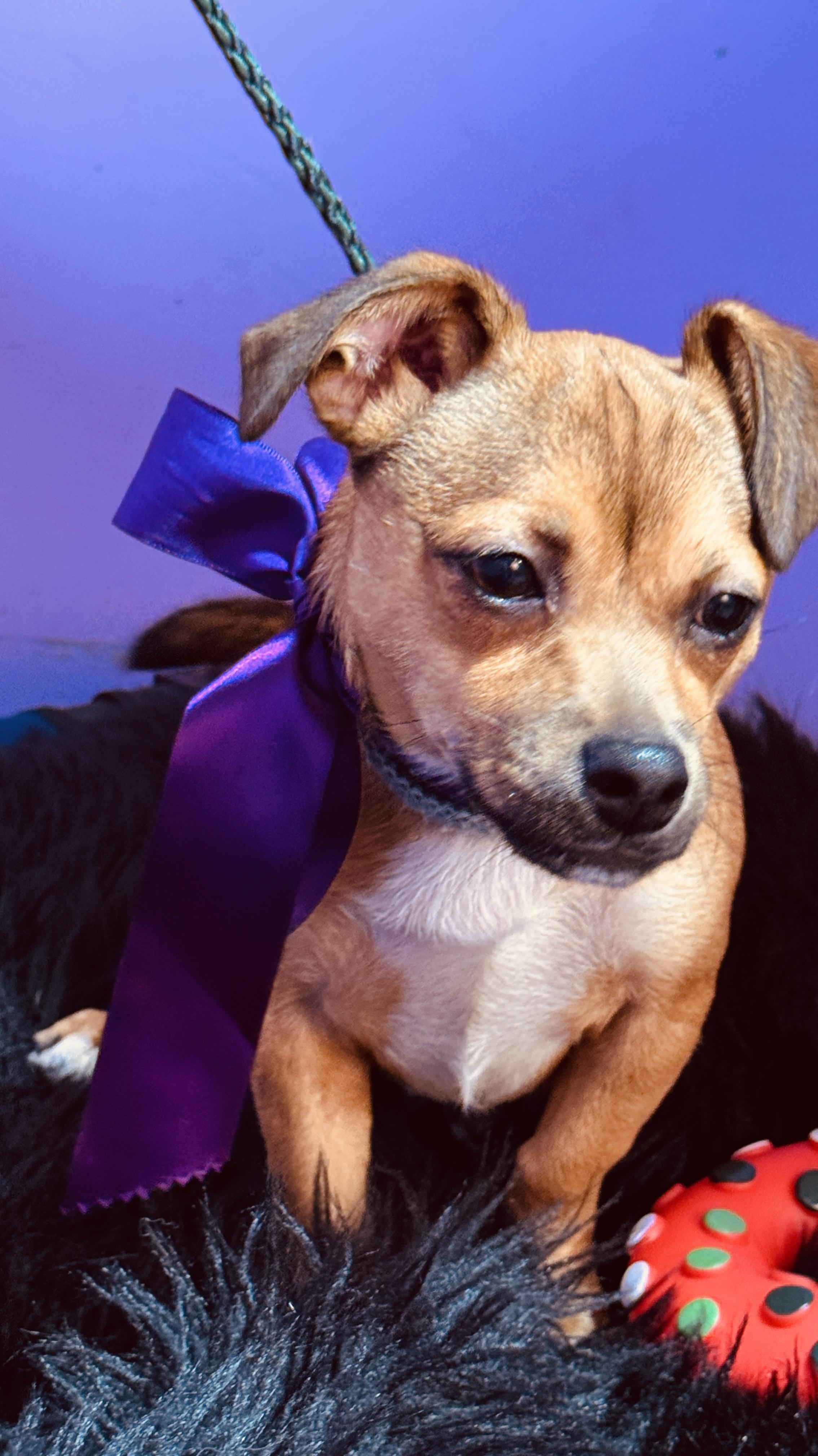 Enlarge Latte, a ADOPTABLE mixed breed in Jacksonville, FL image 3/6