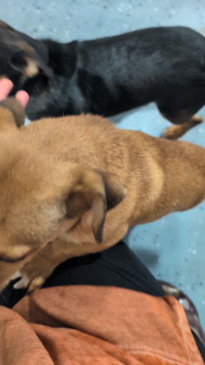 Enlarge Latte, a ADOPTABLE mixed breed in Jacksonville, FL video 6/6