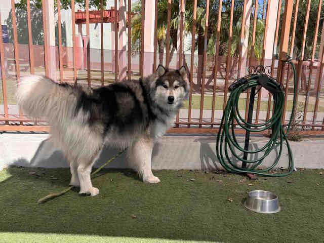 VLADIMIR, Adoptable, Young Male Siberian Husky.